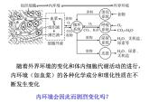 1.2 内环境的稳态  课件 人教版（2019）选择性必修1