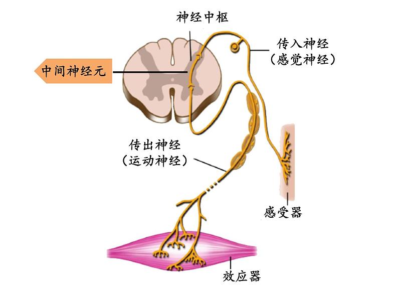 2.2 神经调节的基本方式  课件【新教材】人教版（2019）高中生物选择性必修1（34张PPT）08