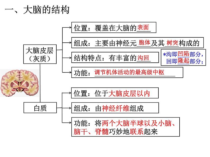 2.4 神经系统的分级调节 （35张PPT）课件【新教材】人教版（2019）高中生物选择性必修103