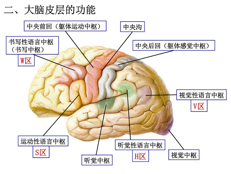 2.4 神经系统的分级调节 （35张PPT）课件【新教材】人教版（2019）高中生物选择性必修106