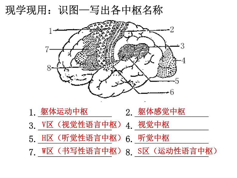 2.4 神经系统的分级调节 （35张PPT）课件【新教材】人教版（2019）高中生物选择性必修108