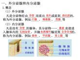 3.1 激素与内分泌系统 课件【新教材】人教版（2019）高中生物选择性必修1