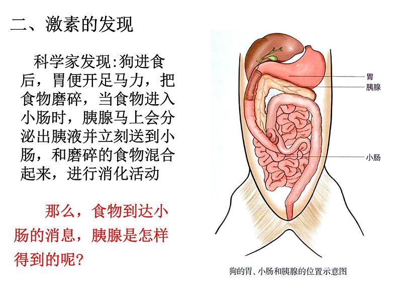 3.1 激素与内分泌系统 课件【新教材】人教版（2019）高中生物选择性必修106