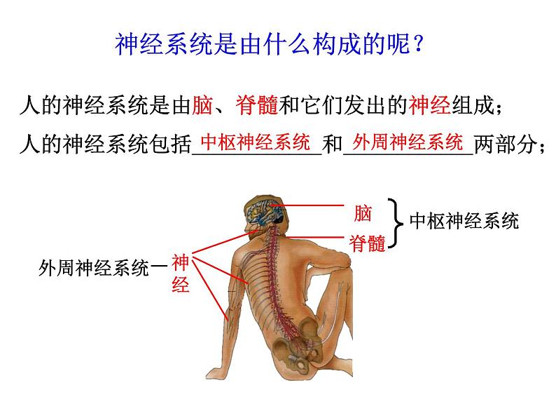 2.1 神经调节的结构基础  课件【新教材】人教版（2019）高中生物选择性必修1（35张PPT）02