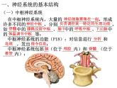 2.1 神经调节的结构基础  课件【新教材】人教版（2019）高中生物选择性必修1（35张PPT）