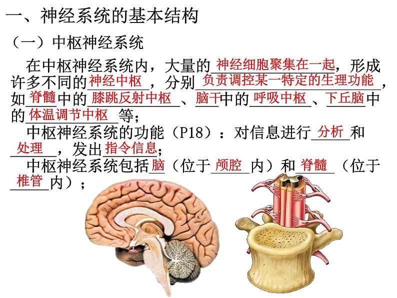 2.1 神经调节的结构基础  课件【新教材】人教版（2019）高中生物选择性必修1（35张PPT）03