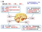 2.1 神经调节的结构基础  课件【新教材】人教版（2019）高中生物选择性必修1（35张PPT）