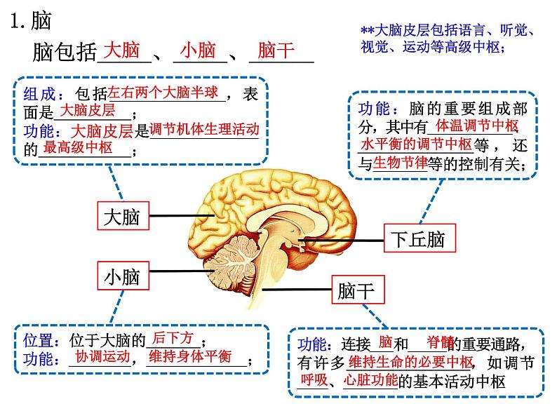 2.1 神经调节的结构基础  课件【新教材】人教版（2019）高中生物选择性必修1（35张PPT）04