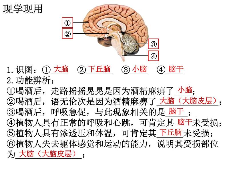 2.1 神经调节的结构基础  课件【新教材】人教版（2019）高中生物选择性必修1（35张PPT）05