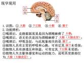 2.1 神经调节的结构基础  课件【新教材】人教版（2019）高中生物选择性必修1（35张PPT）