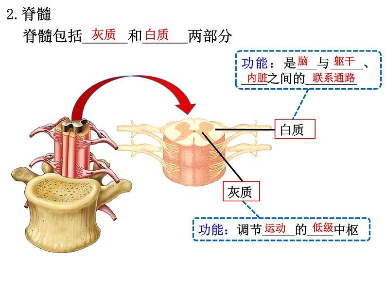 2.1 神经调节的结构基础  课件【新教材】人教版（2019）高中生物选择性必修1（35张PPT）06