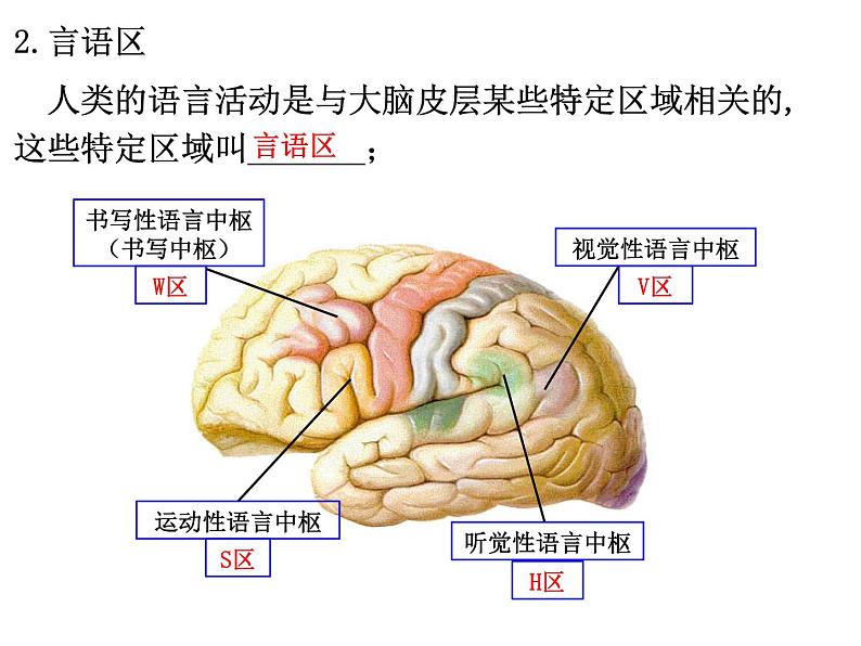 2.5人脑的高级功能  课件 人教版（2019）选择性必修105