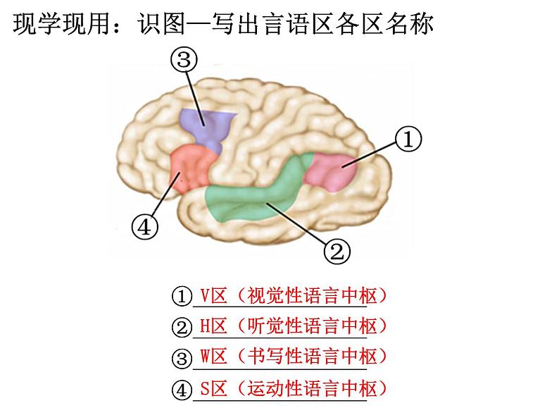 2.5人脑的高级功能  课件 人教版（2019）选择性必修106