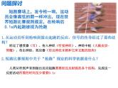 2.3 神经冲动的产生和传导  课件 人教版（2019）选择性必修1