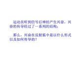 2.3 神经冲动的产生和传导  课件 人教版（2019）选择性必修1