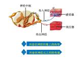 2.3 神经冲动的产生和传导  课件 人教版（2019）选择性必修1