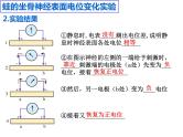 2.3 神经冲动的产生和传导  课件 人教版（2019）选择性必修1