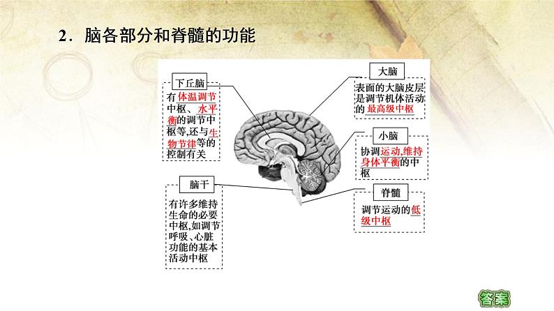 （新）人教版选择性必修1第2章 第1节　神经调节的结构基础 PPT课件05