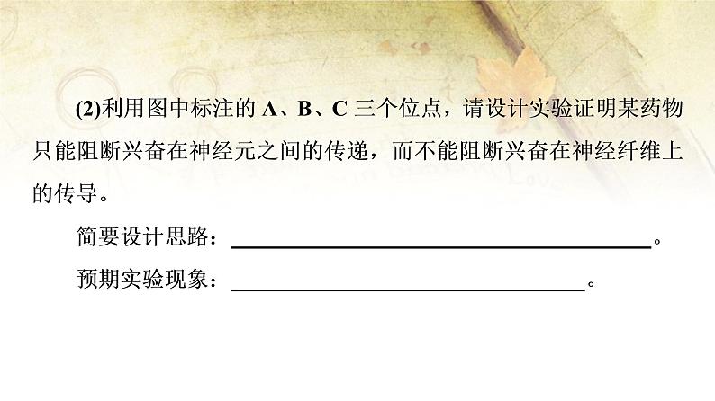 （新）人教版选择性必修1第2章 素养提升课 兴奋传导和传递特点的实验探究 PPT课件08