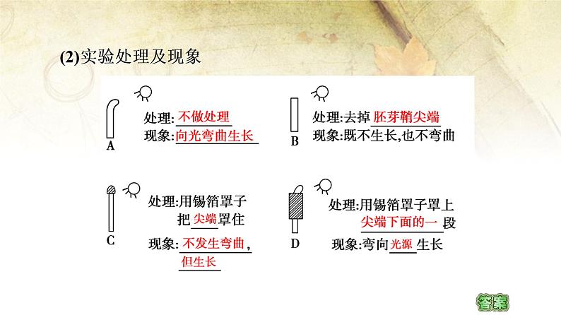 （新）人教版选择性必修1第5章 第1节　植物生长素 PPT课件05