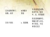（新）人教版选择性必修1第5章 第2节　其他植物激素 PPT课件