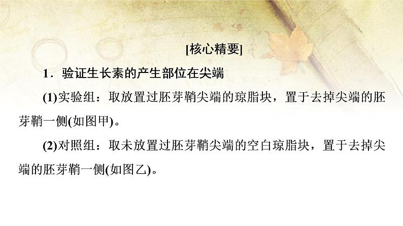 （新）人教版选择性必修1第5章 素能提升课 与生长素有关的实验设计和分析 PPT课件02