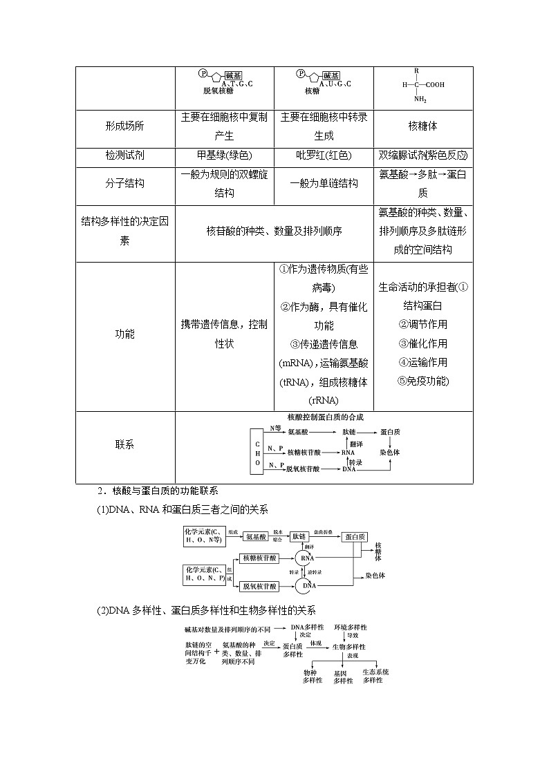 2021新高考生物人教版一轮学案：必修部分模块1第1单元第3讲　细胞中的核酸、糖类和脂质第3页