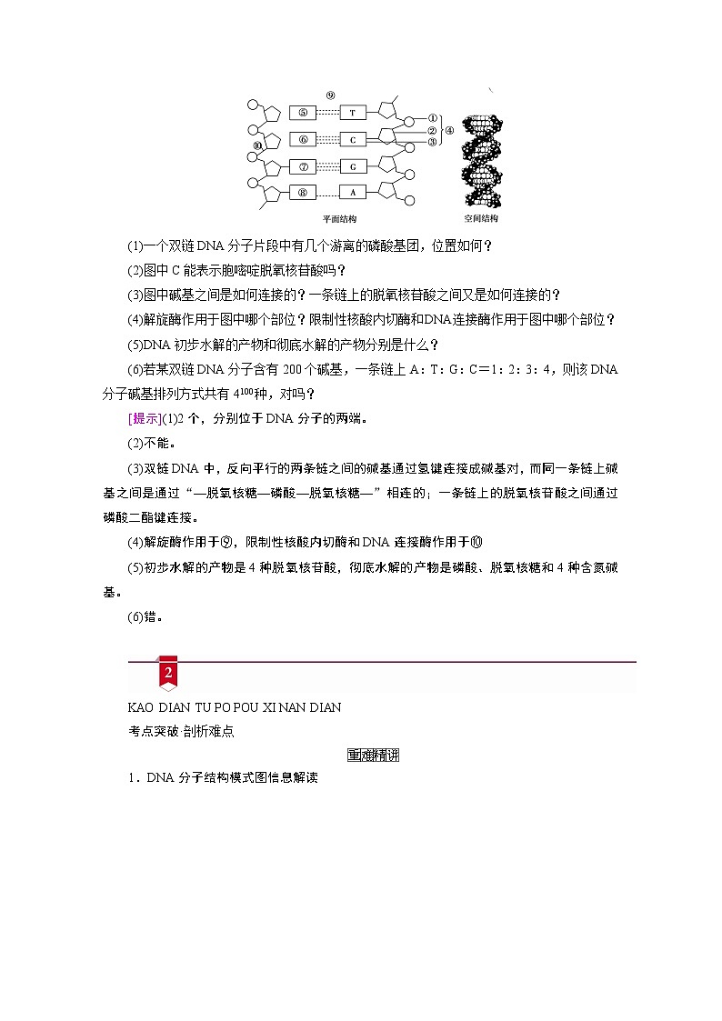 2021新高考生物人教版一轮学案：必修部分模块2第2单元第2讲　DNA分子的结构、复制及基因的本质03