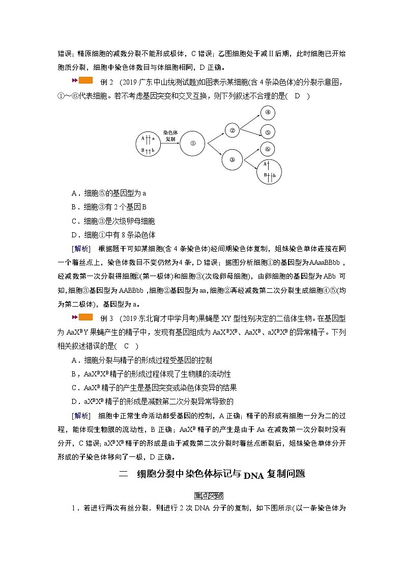 2021新高考生物人教版一轮学案：难点加强专题（二）　细胞分裂与遗传变异的过程第3页