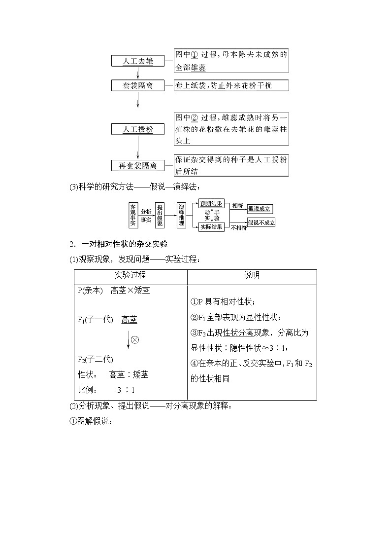 2020版新一线高考生物（人教版）一轮复习教学案：第5单元第1讲孟德尔的豌豆杂交实验（一）02