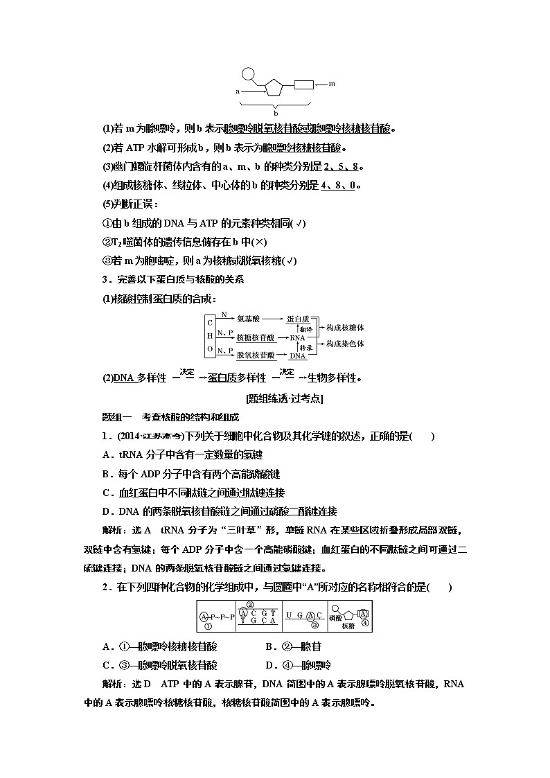 2020版一轮复习生物江苏专版必修1学案：第一单元第4讲　核酸、糖类和脂质02