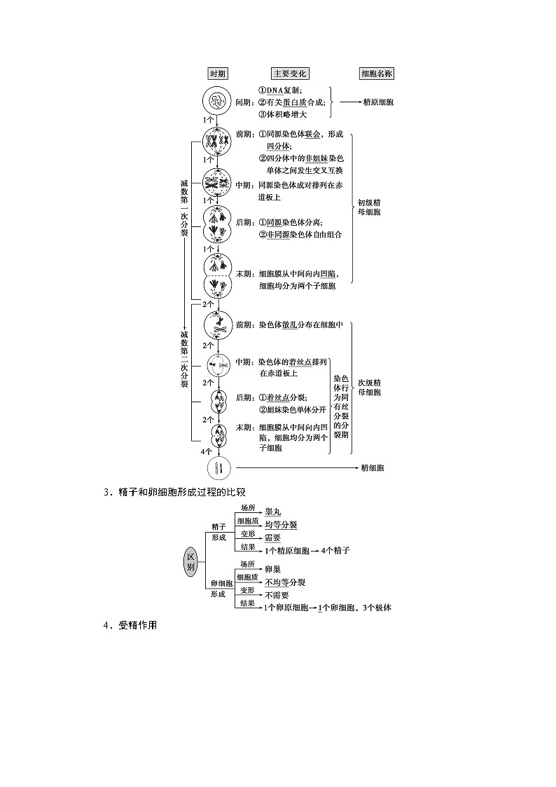 2021版新高考选考生物一轮复习通用版学案：第11讲　减数分裂及受精作用02