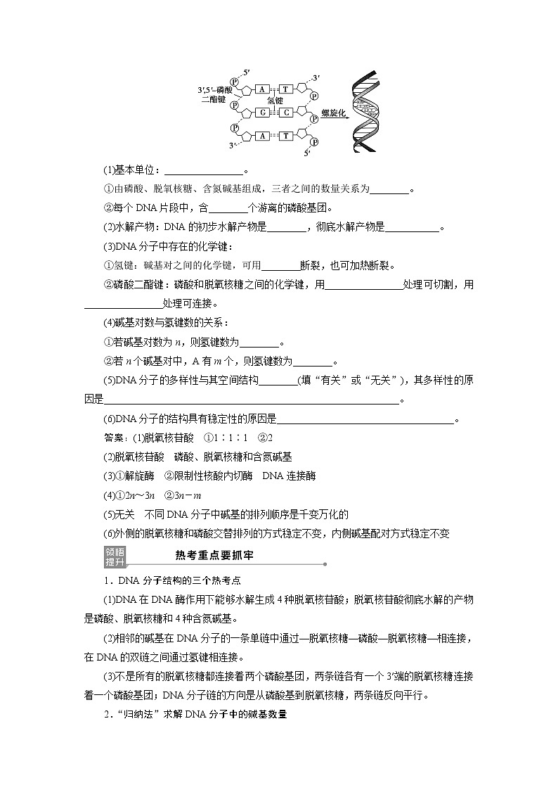 2021版新高考选考生物一轮复习通用版学案：第18讲　DNA分子的结构、复制及基因的本质03