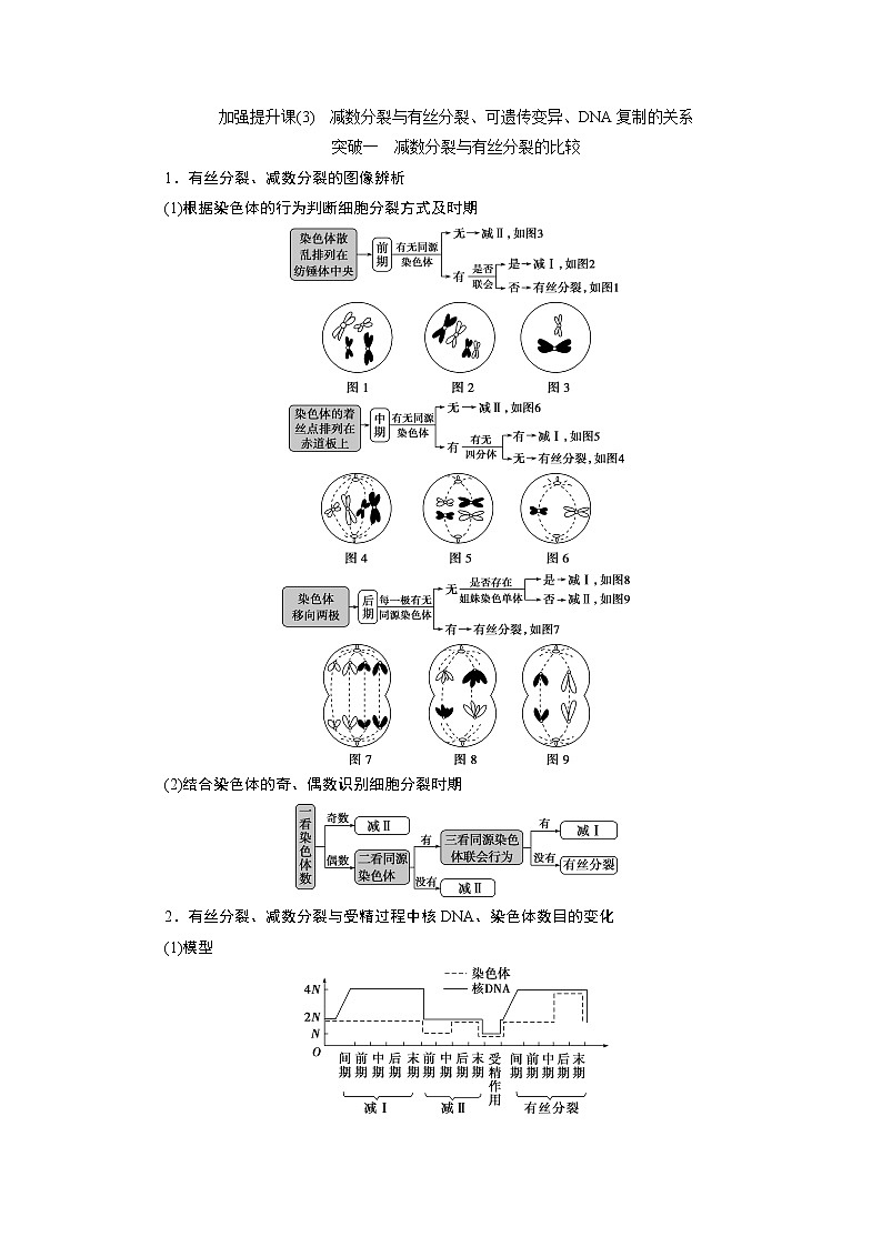 2021版新高考选考生物一轮复习通用版学案：加强提升课（3）　减数分裂与有丝分裂、可遗传变异、DNA复制的关系第1页