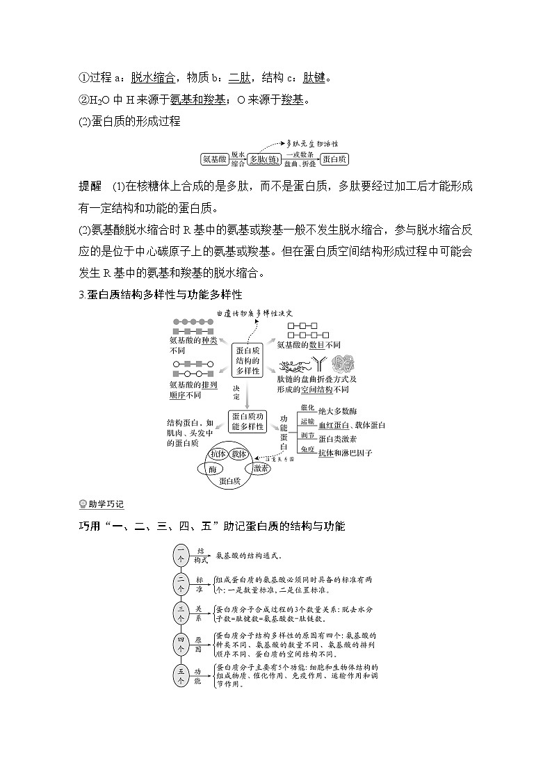 2021版高考生物突破大一轮新高考人教版讲义：第一单元第3讲蛋白质和核酸第2页