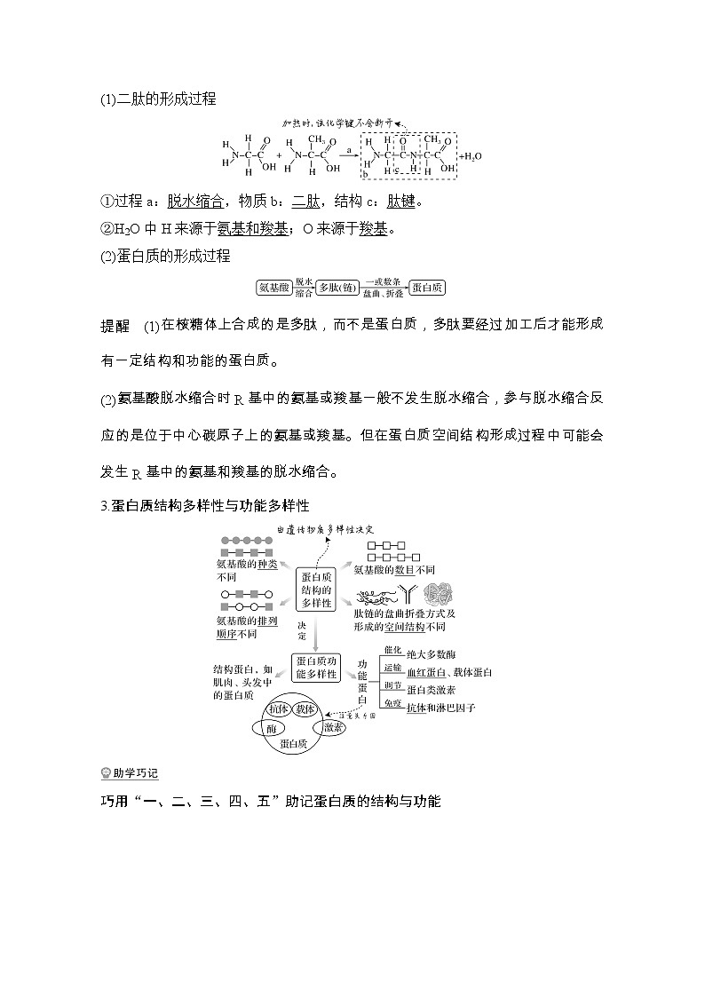 2021版高考生物突破大一轮新高考苏教版讲义：第一单元第2讲蛋白质和核酸（含亮剑高考1、微专题1和微专题2）02