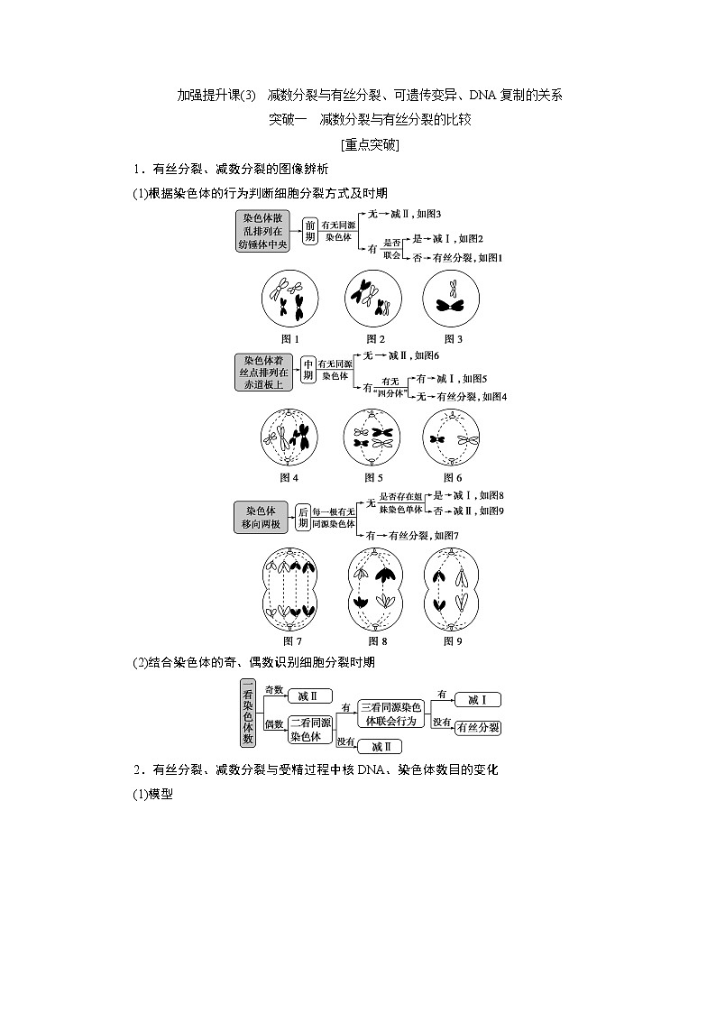 2021版高考生物（人教版）一轮复习学案：第四单元　加强提升课（3）　减数分裂与有丝分裂、可遗传变异、DNA复制的关系第1页