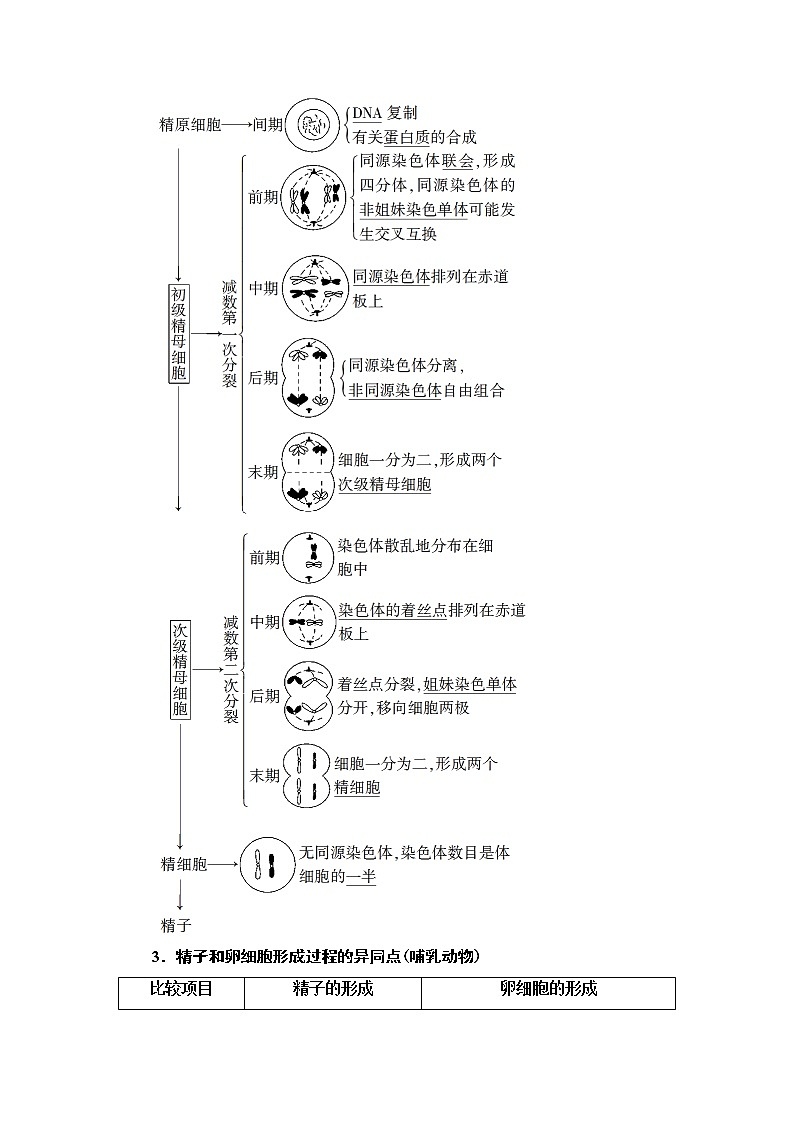 2021版高考生物（苏教版）一轮复习学案：必修1第4单元第2讲　减数分裂和有性生殖第2页