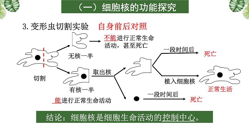 专题02 细胞的结构-2021年高考备考生物一轮复习课件(共69张PPT)08