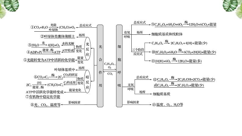 专题05 呼吸与光合-2021年高考备考生物一轮复习课件(共144张PPT)03