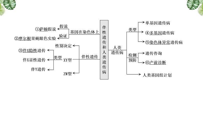 专题08 伴性遗传和人类遗传病-2021年高考备考生物一轮复习课件(共85张PPT)03