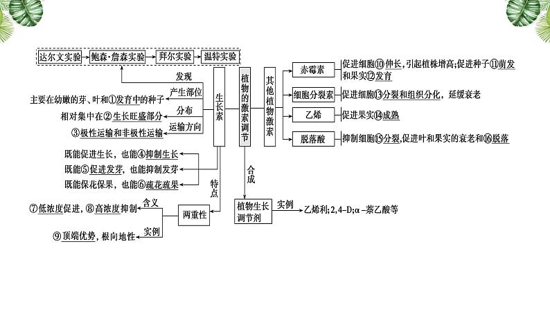 专题13 植物的激素调节-2021年高考备考生物一轮复习课件（共96张PPT）03