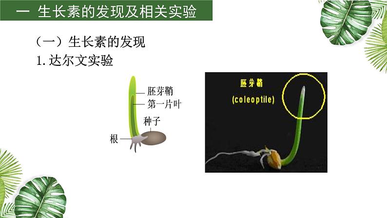 专题13 植物的激素调节-2021年高考备考生物一轮复习课件（共96张PPT）05