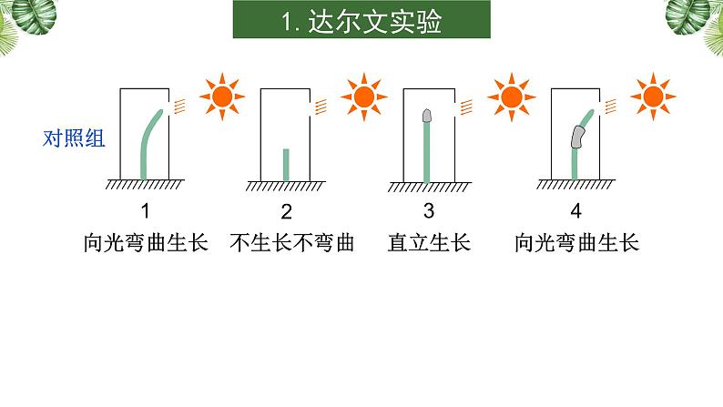 专题13 植物的激素调节-2021年高考备考生物一轮复习课件（共96张PPT）06