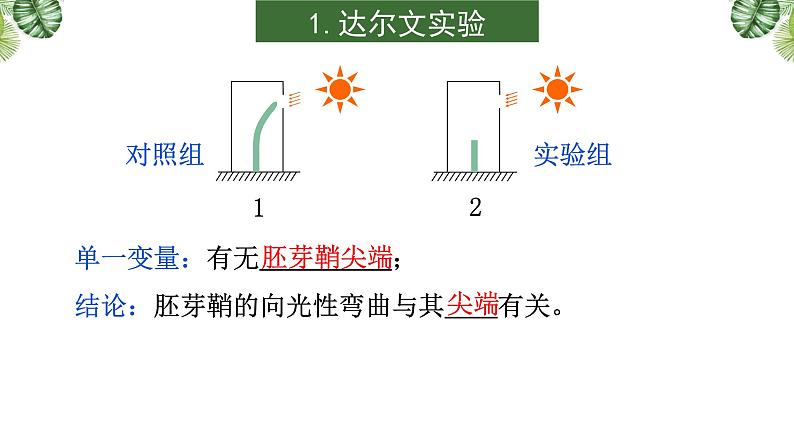 专题13 植物的激素调节-2021年高考备考生物一轮复习课件（共96张PPT）07