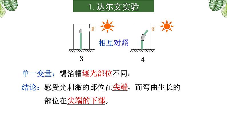 专题13 植物的激素调节-2021年高考备考生物一轮复习课件（共96张PPT）08