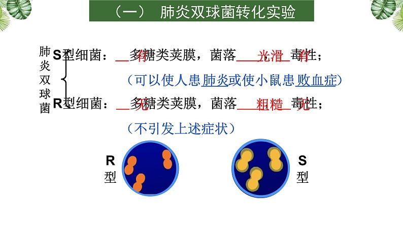 专题09 遗传的分子基础-2021年高考备考生物一轮复习课件(共128张PPT)05