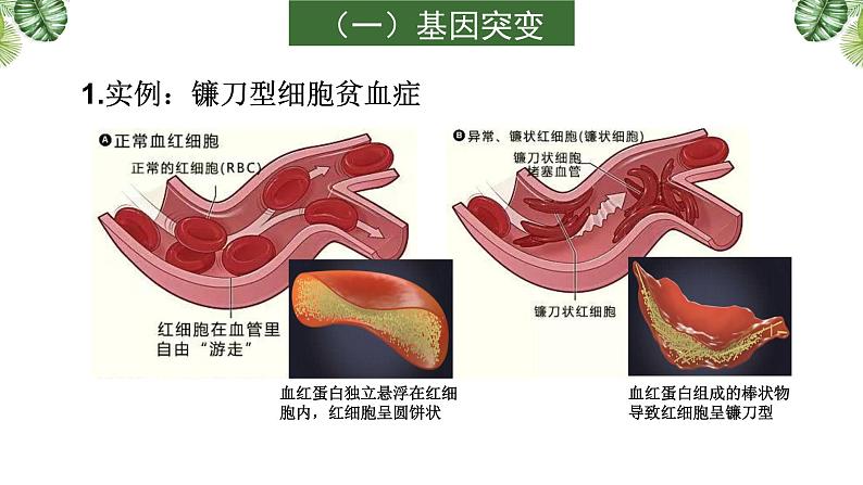 专题10 生物的变异、育种与进化-2021年高考备考生物一轮复习课件(共137张PPT)07