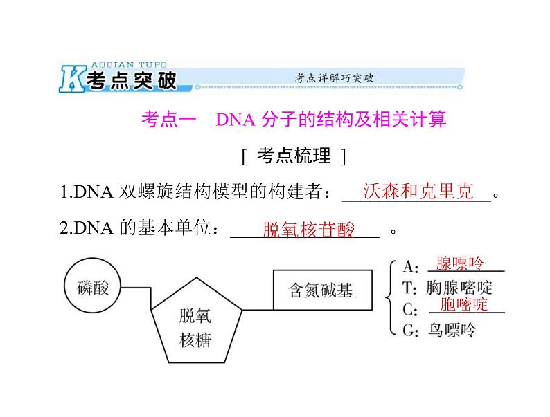 2020年高考生物一轮复习课件：必修2 第3章 第2、3、4节 DNA分子的结构、DNA的复制及基因是有遗传效应的DNA片段(含答案)02