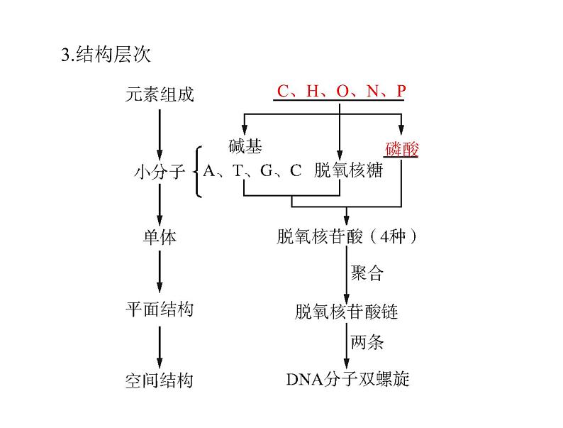 2020年高考生物一轮复习课件：必修2 第3章 第2、3、4节 DNA分子的结构、DNA的复制及基因是有遗传效应的DNA片段(含答案)03